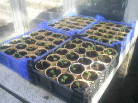 cabbage plants in allotment greenhouse