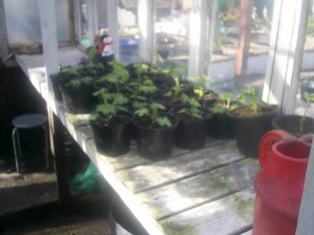 delphiniums hardening off in allotment greenhouse