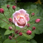 Cutting from Blush Noisette