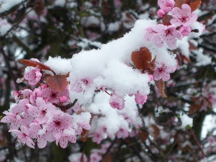 A garden flower photo