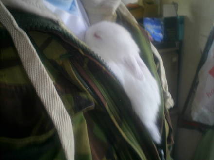 easter bunny three week old one of four born this month
