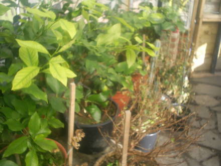 lemon trees in allotment garden greenhouse