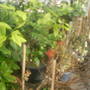 The_patch_272