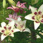 Lilium_centerfold_kiss_me_kate_6-26-06_sm