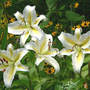 Lilium_aubade_7-29-06_exc_sm
