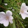 White Hardy Geranium