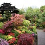 Pagoda_medium_size