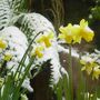 Snow_on_daffodils
