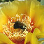 Hardy Prickly Pear Cactus with Bumble (Opuntia compressa (Eastern Prickly Pear))