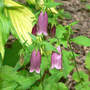 Campanula_cherry_bells_spritzer_6-18-05_med