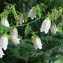 Campanula_white_from_carrie_7-12-06_med