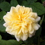 Rosa Grace