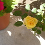 Yellow rose
