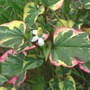 Chameleon_plant_bloom_6-05-07_pretty_med