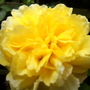 Rosa Molineaux