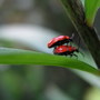 Blog 9. Lily Beetle