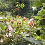 Rosa Albertine