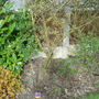 Ceanothus_003
