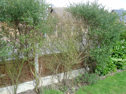 Ceanothus_004.jpg