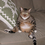 Tiger-couch-potato