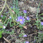 Anenome
