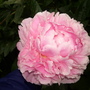 Sarah Bernhart Peony