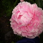 Peony Sarah Bernhart