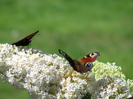 Butterfly bush (Buddleja davidii (Butterfly bush))