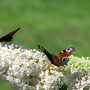 Butterfly bush (Buddleja davidii (Butterfly bush))