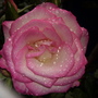 Rosa Handel