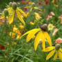 Mexican_hat_liliesbackgrnd_7-12-04_med