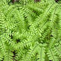 Maidenhair_fern_above_5-02-03_med