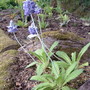 Primula flaccida