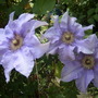 Clematis