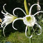 Peruvian Daffodil (Hymenocallis narcissiflora, Syn. H. calathina, Ismene calathina)