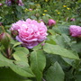 Unknown rose