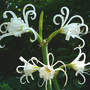 More Mature Peruvian Daffodil (Hymenocallis narcissiflora, Syn. H. calathina, Ismene calathina)