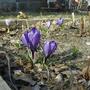 Crocus_1