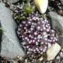 Sedum purpurea (Sedum spectabile (Ice plant))