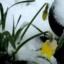 Daffodil buds