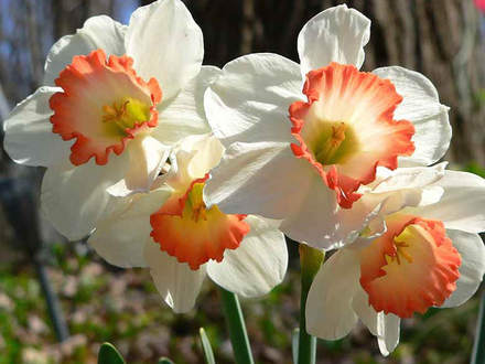 Daffodil Ring Of Fire (Narcissus 