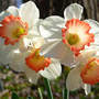 Daffodil Ring Of Fire (Narcissus "Ring of Fire")
