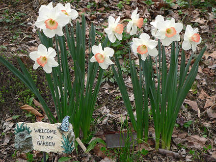 Ring Of Fire (Narcissus 