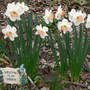 Daff_ring_of_fire_clump_4-03-07_sign_med
