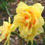 Daffodil "Tahiti" (Narcissus Double)
