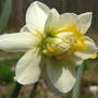 Daffodil "Wave" (Narcissus "Wave")