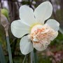 Daffodil "Rosy Cloud" (Narcissus Double)