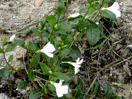Vinca minor (Vinca minor (Lesser periwinkle))