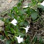 Vinca minor (Lesser periwinkle)