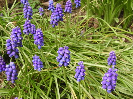 Muscari. (Grape Hyacinth) (Muscari armeniacum (Grape hyacinth))